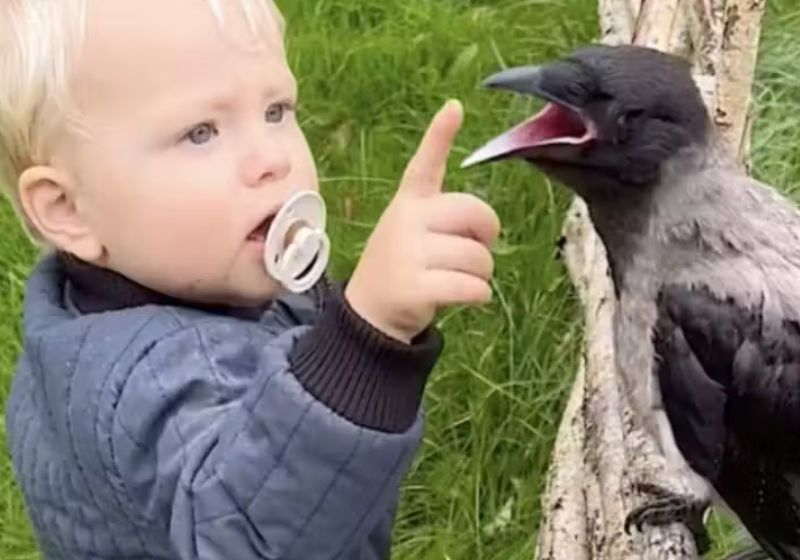 A amizade do corvo Russell com o menino Otto começou no ano passado e dura até hoje. - Foto: Lærke Luna / Instagram