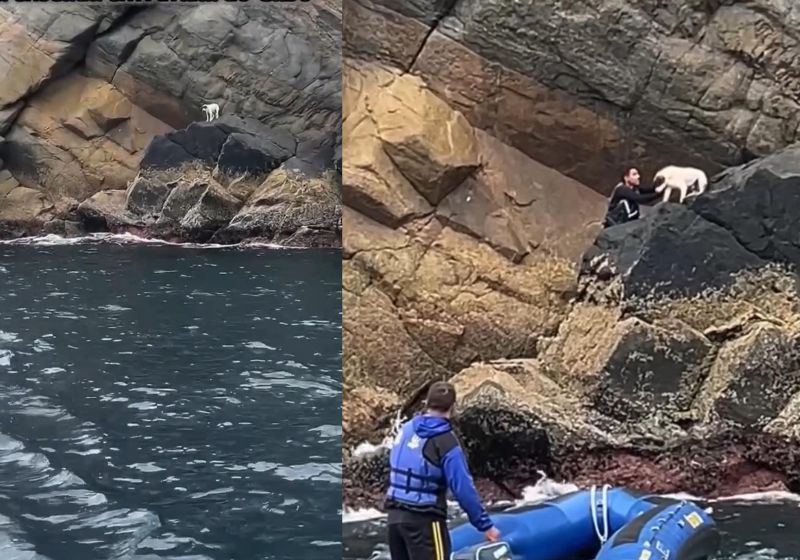 Os marinheiros se aproximaram com um bote e resgataram o cachorrinho preso no alto de rochas em Arraial do Cabo, no RJ - Fotos: reprodução/@mundodeviagensdagi