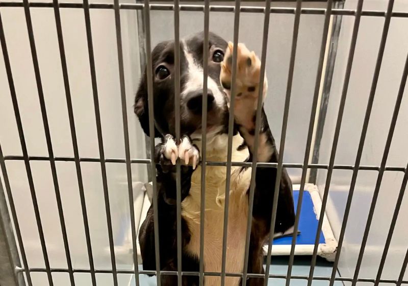 Maya, a cachorrinha que estava na lista da eutanásia implorou por ajuda para ser salva, levantou as patinhas e foi adotada pela voluntária do abrigo no Texas, EUA. - Foto: Madeline Garvis