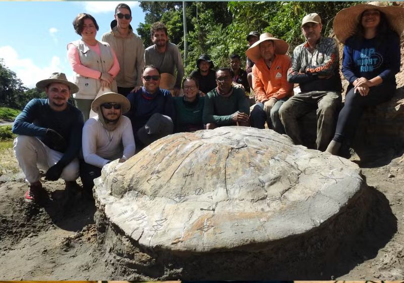 O fóssil de tartaruga gigante foi encontrado na Amazônia por pesquisadores do Acre e de São Paulo. — Foto: Arquivo do Laboratório de Paleontologia da Ufac