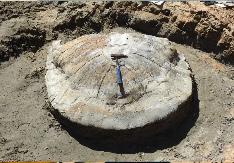 O fóssil da tartaruga gigante vai para o laboratório de paleontologia da Ufac para estudos - Foto: Professor Edson Guilherme
