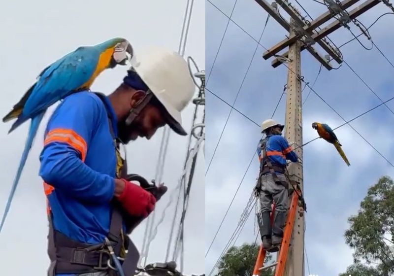 O vídeo da arara brincalhona interagindo com o eletricista foi gravado e Minas Gerais e viralizou no Tiktok - Fotos: reprodução/Tiktok