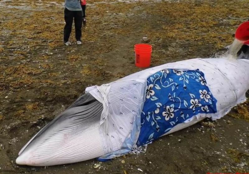 Moradores salvam a baleia que ficou 6 horas encalhada, no Alasca, usando baldes, água do mar e toalhas de praia. - Foto: Sadi Synn