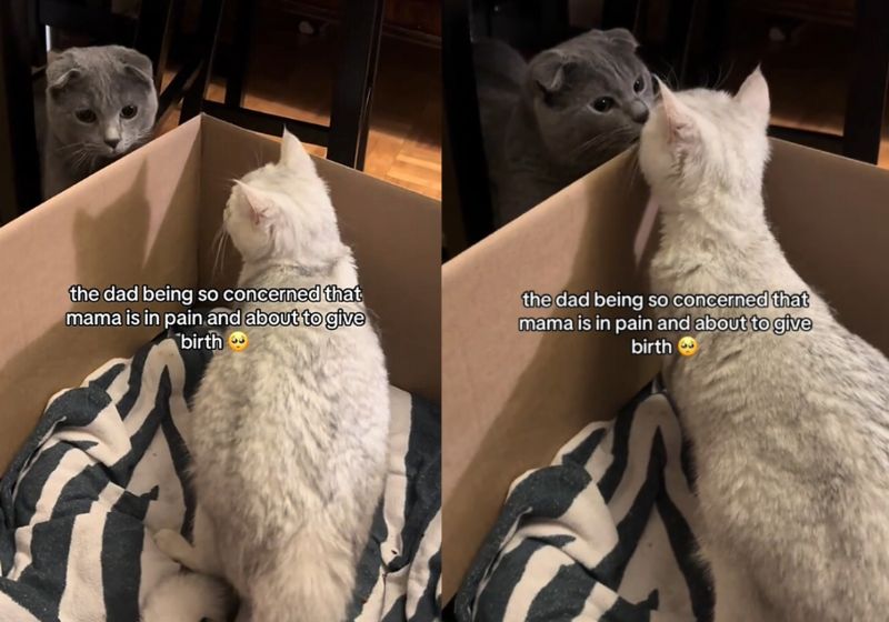 Ele está sendo chamado de gato paizão nas redes, depois de acompanhar a gatinha amada durante o parto dos 3 filhotinhos. Foto: reprodução / sophiasenchi /Tiktok