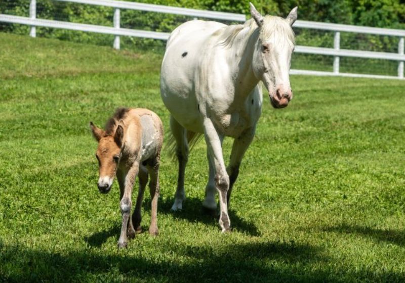 Égua acolhe potrinho rejeitado e muda destino de dois animais Alice, a égua que acolheu Marat, o potrinho rejeitado. - Foto: Minnesota Zoo Foundation