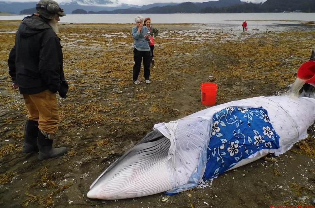 Graças ao esforço dor moradores, a baleia foi salva e voltou ao mar. - Foto: Sadi Synn