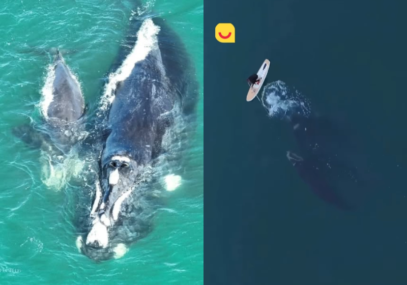 A baleia presa em uma rede de pesca numa praia de Florianópolis foi resgatada por um profissional usando Stand Up Paddle. - Foto: CBMSC