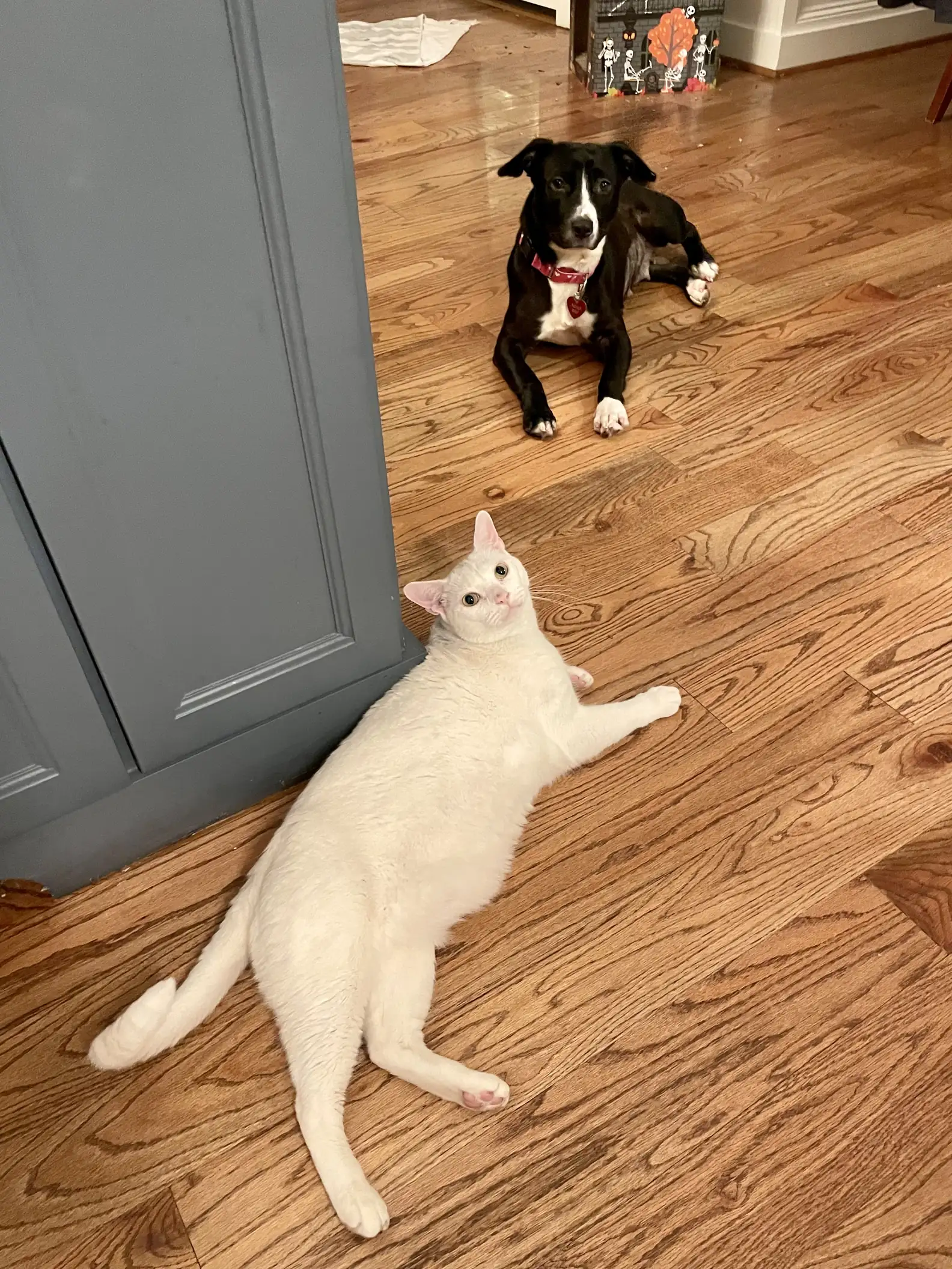 A cachorrinha Maya se livrou da eutanásia, conseguiu ajuda, foi adotada e agora tem uma irmã peluda. Foto: Madeline Garvis