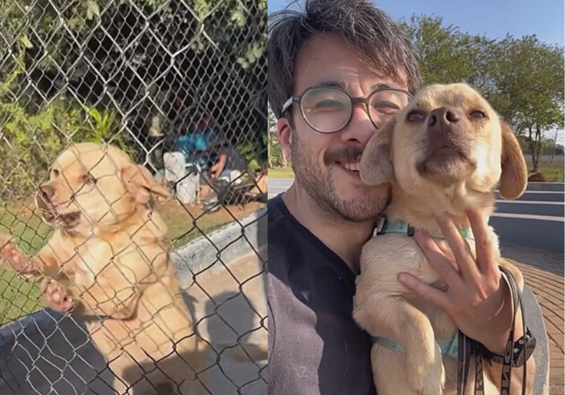 Após conquistar a internet, o caramelo que ninguém queria adotar vai ganhar um lar. O vídeo do Elvis chegou à pessoa certa. - Foto: reprodução redes sociais