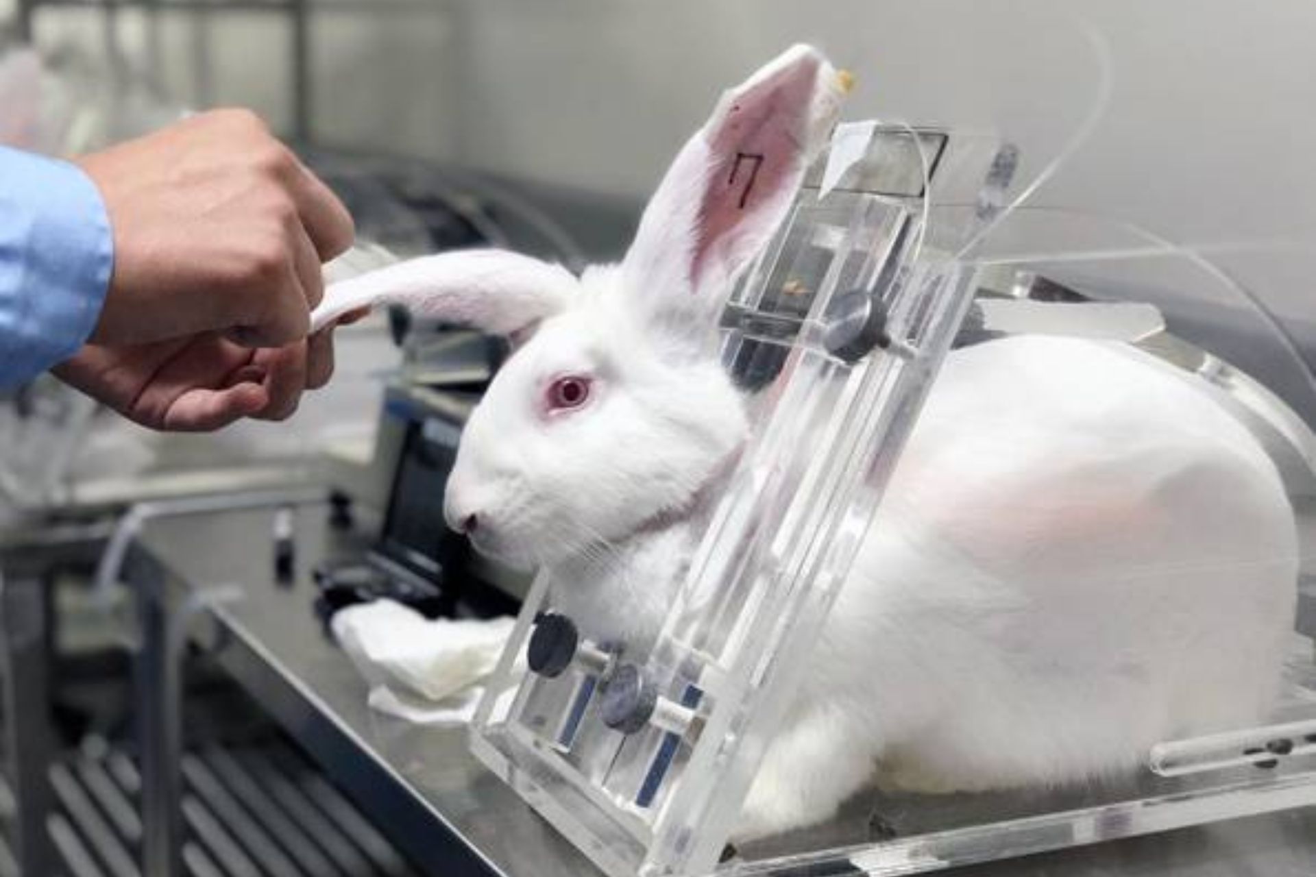 Estão proibidos no Brasil testes em animais para produção de cosméticos. O texto foi sancionado pelo presidente Lula e já saiu no Diário Oficial. - Foto: Getty Images/iStockphoto