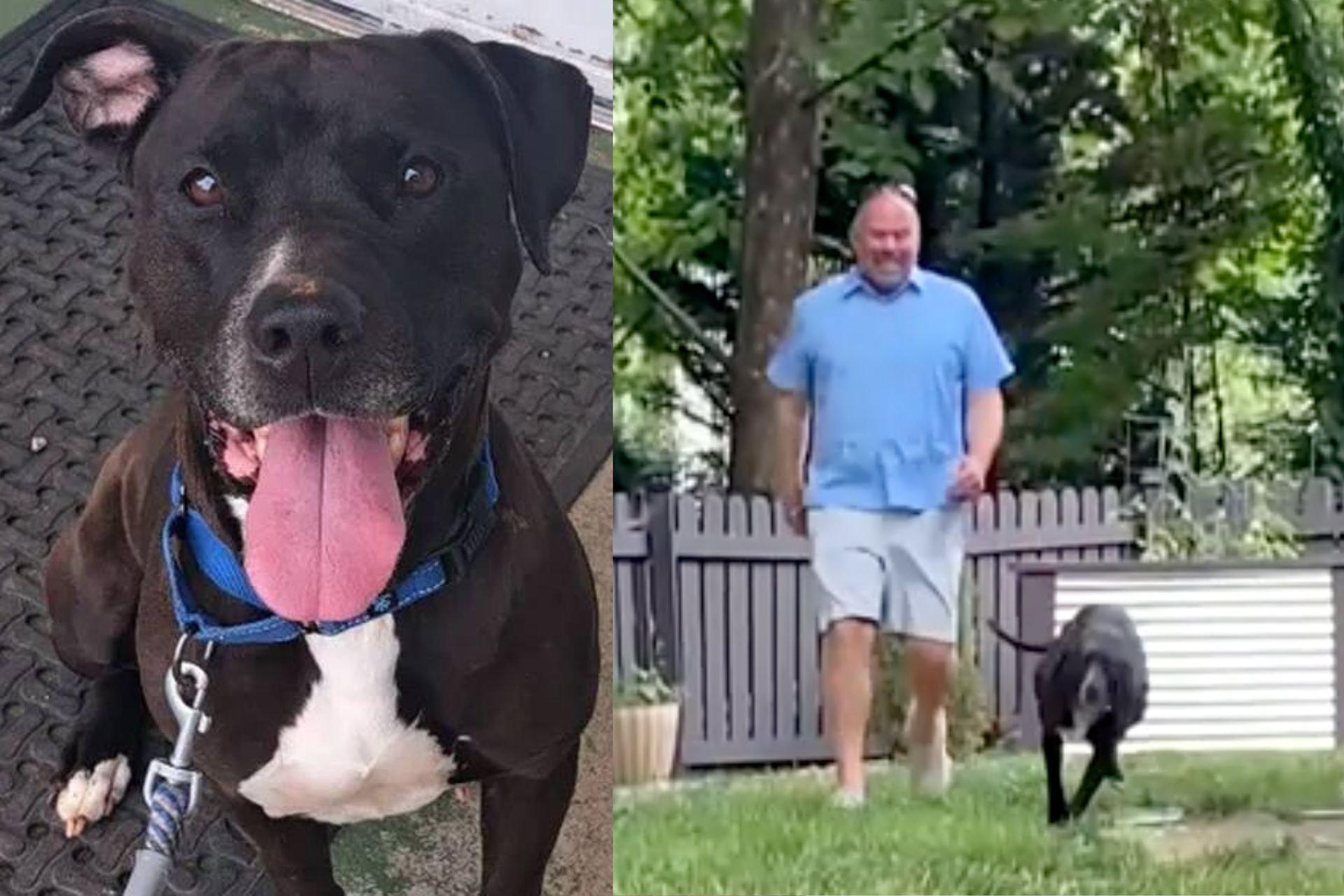 A cachorrinha Sienna, que alertou que um homem visitante do abrigo ia entrar em convulsão, em Virginia, EUA, acaba de ser adotada. - Fotos: reprodução / ABC