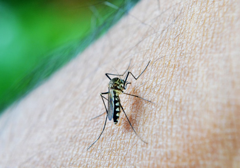 O novo repelente pode se tornar nova arma no combate ao mosquito da dengue - Foto: Pixabay