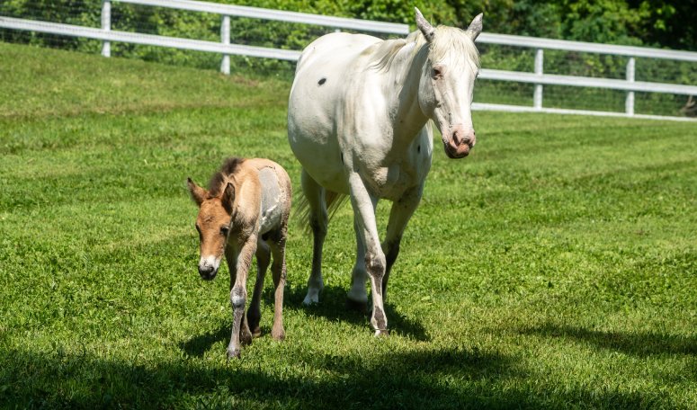 A égua Alice, que perdeu o filhote, adotou o potrinho Marat, que foi rejeitado pela mãe. - Foto: Minnesota Zoo Foundation
