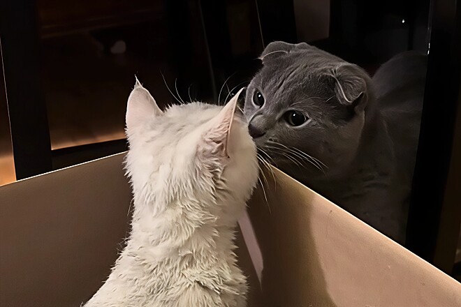Olha o amor dos dois. -  Foto: reprodução / sophiasenchi /Tiktok