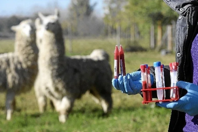 Nanocorpo feito de anticorpos de lhamas pode ativar um receptor envolvido na regulação da atividade neural e tratar a esquizofrenia. - Foto: Juan Mabromata/AFP