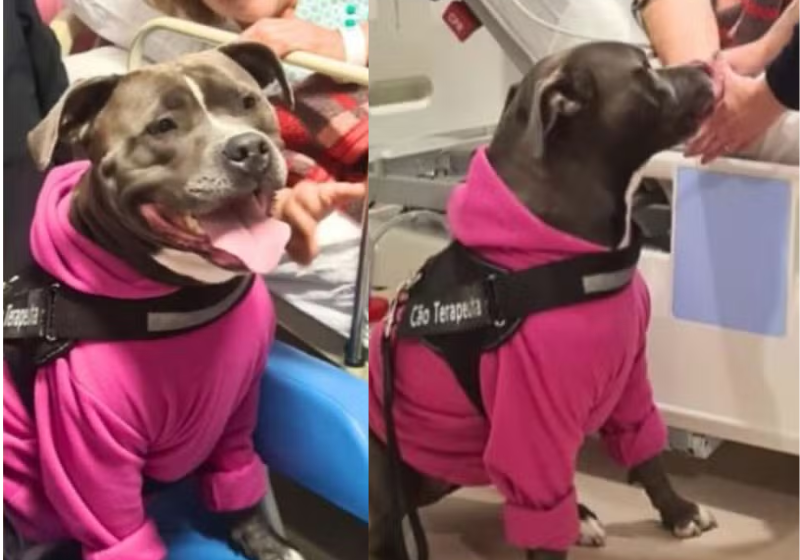 Moana é um cão da raça pitbull e visita o hospital para atuar como "terapeuta" dos pacientes. - Foto: HNSP