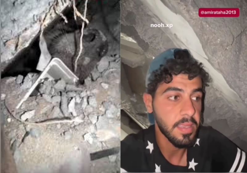 Socorristas palestinos resgatam o cachorro preso em escombros da guerra - Foto:: reprodução redes sociais