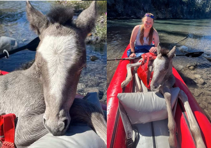 As amigas canoístas conseguiram salvar o potro que morria afogado - Foto: arquivo pessoal