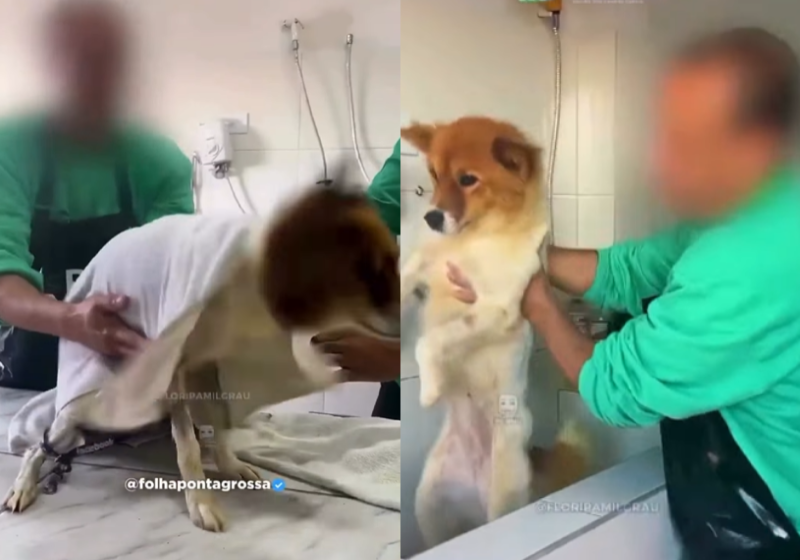 Os detentos cuidam dos cachorros resgatados e, ao mesmo tempo, aprendem uma nova profissão e a lidar com as emoções. - Foto: Governo de SC