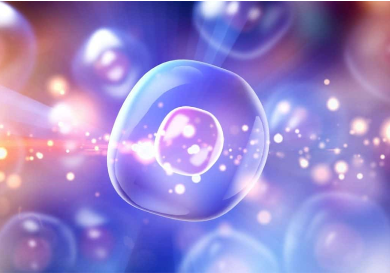 A "usina de reciclagem" das células, descoberta nos EUA, aproveita compostos e pode ajudar no tratamento de doenças como Alzheimer. - Foto Billion Photos/Shutterstock