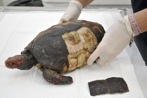 O casco, as patas e a cabeça do animal foram atingidos pelo fogo - Foto: Marcelo Ferreira/CB/D.A Press
