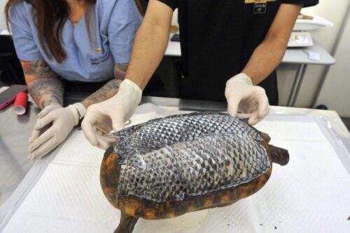 Pele de tilápia sendo usada para a cicatrização do jabuti- Foto: Marcelo Ferreira/CB/D.A Press