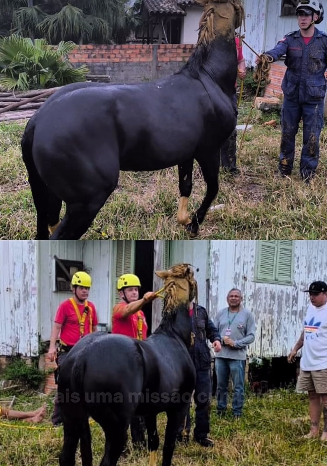 Os bombeiros de SC resgataram o cavalo do poço e o entregaram para o tutor. - Foto: CBMSC./Instagram