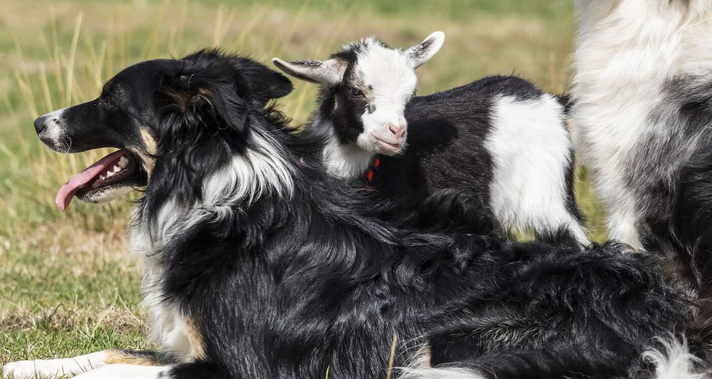Lil, a cabra, adora brincar com os cachorros que a adotaram. - Foto: SWNS