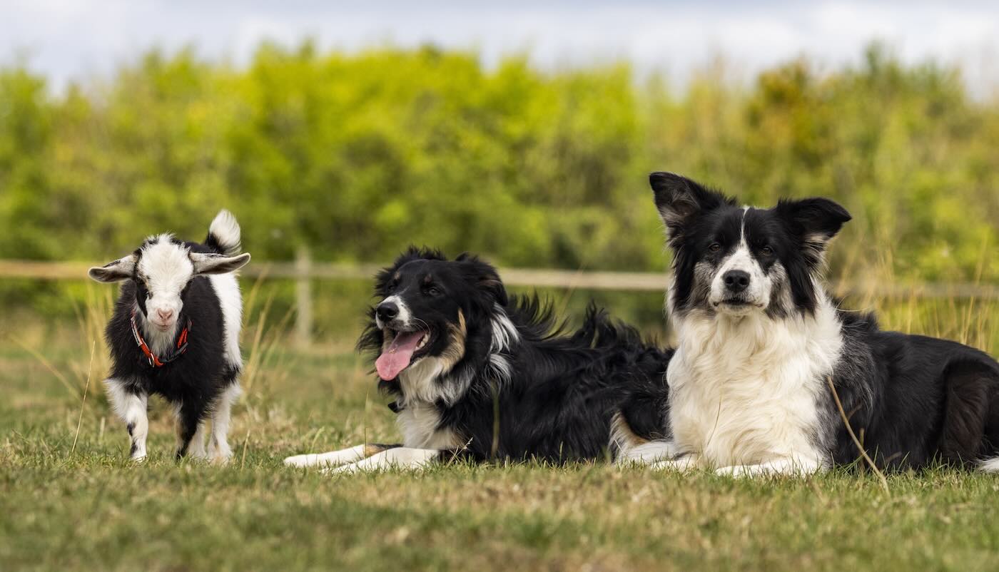 A cabra acha que é cachorro e está aprendendo com eles a reunir o rebanho da fazenda. - Foto: SWNS