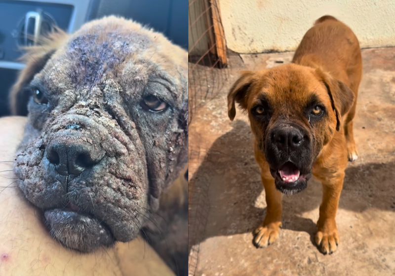 A cachorrinha foi resgatada das ruas e ganhou uma nova vida. Ela está linda, saudável e já tem um novo lar. - Foto: reprodução redes sociais