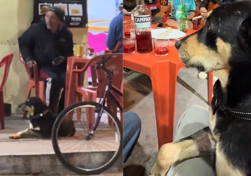 Esse cão, o Bastião, foge de casa todos os dias e vai para o bar encontrar os "amigos", em Itajaí (SC). - Foto: reprodução redes sociais