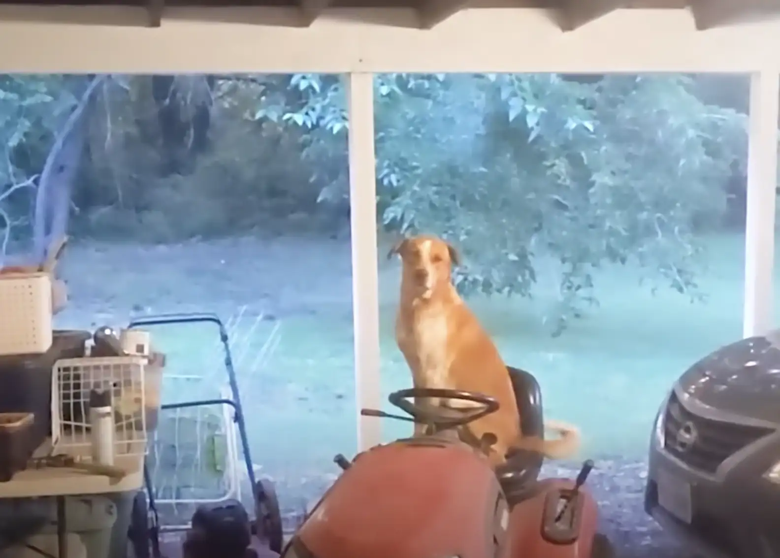 O caramelo apareceu na casa da família e pediu para ser adotado. - Foto: The Dodo