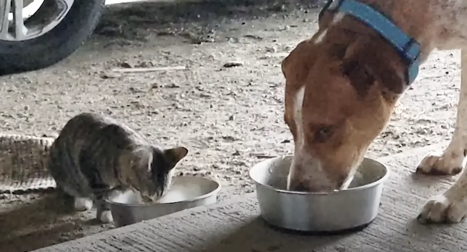 Hoje o caramelo adotado e a gatinha comem juntos, um ao lado do outro. - Foto: The Dodo