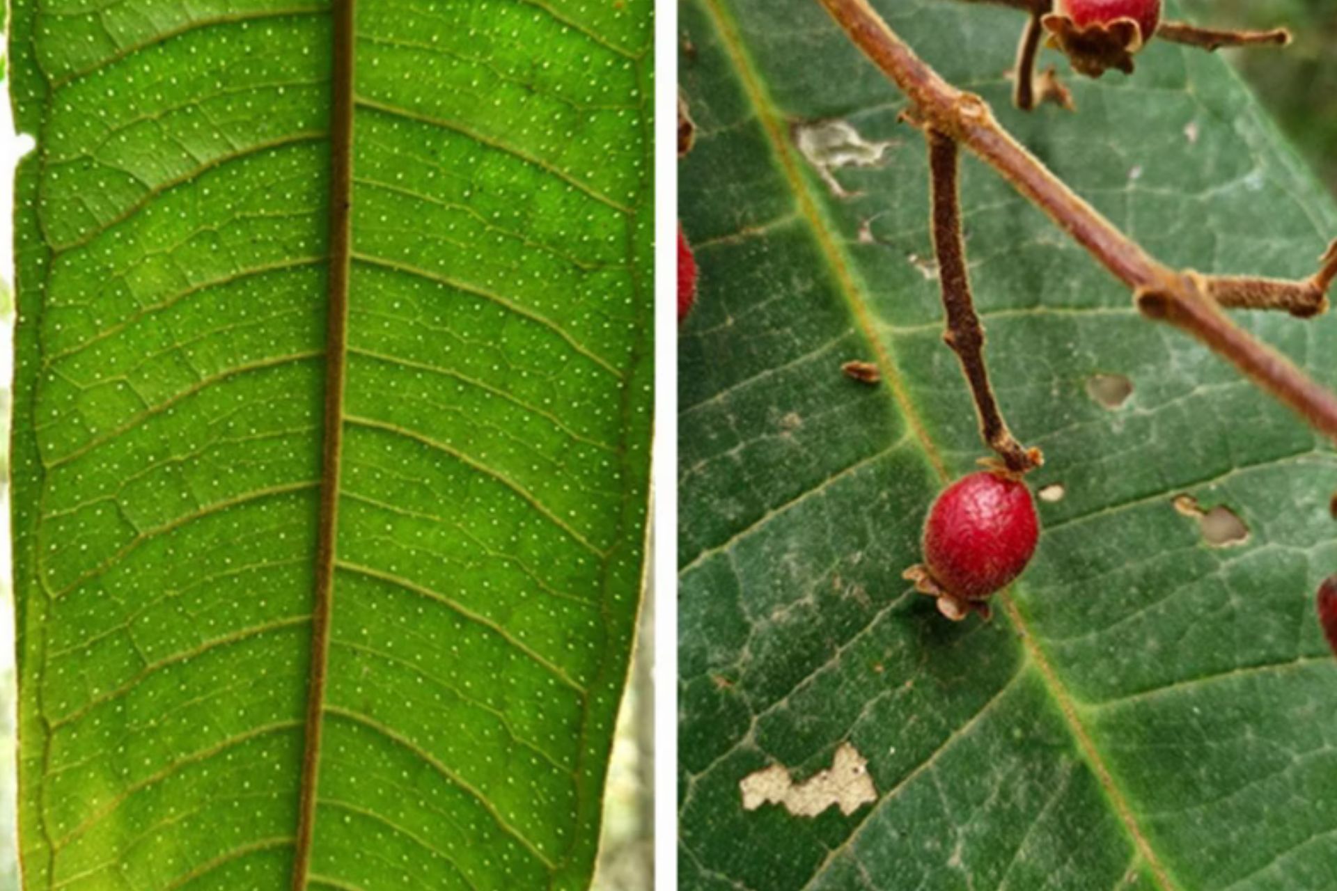 A nova árvore é da mesma família das jabuticabas, pitangas, goiabas, araçás e gabirobas. - Foto:UFV