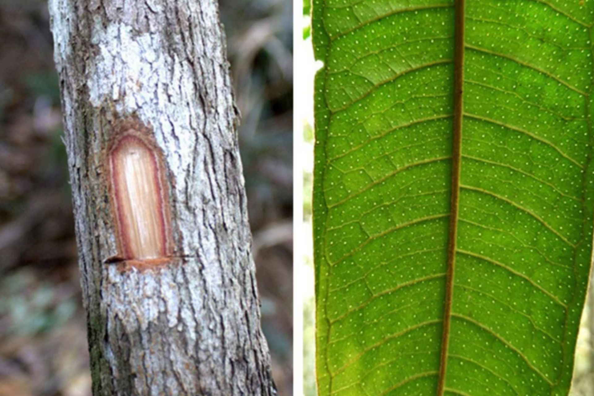 A nova árvore descoberta em MG é pequena e pode atingir até seis metros de altura. - Foto: UFV