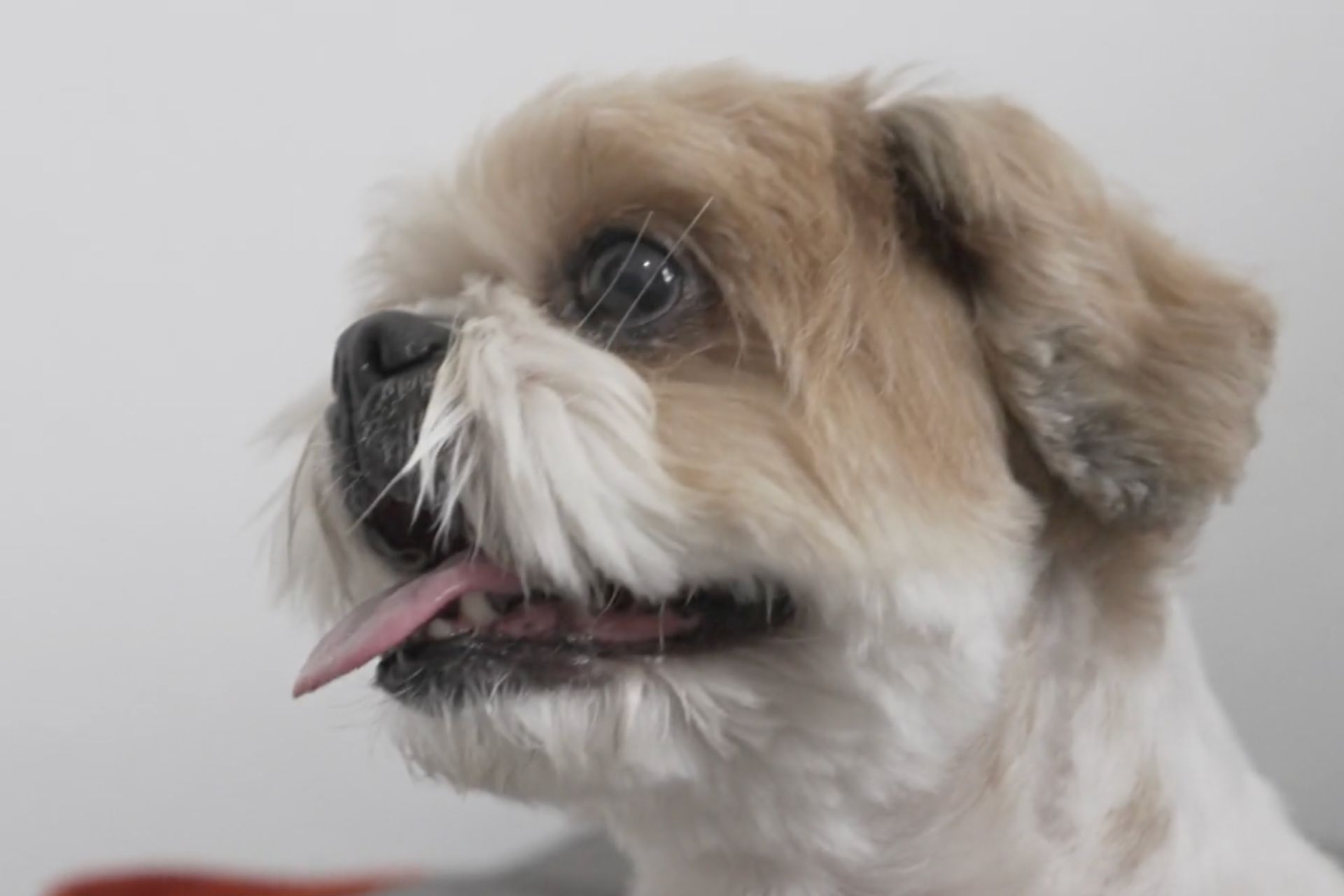 Um tratamento experimental feito no Rio fez o cachorro Teodoro, com paralisia, voltar a se movimentar com uma simples injeção na coluna. - Foto: reprodução / Fantástico