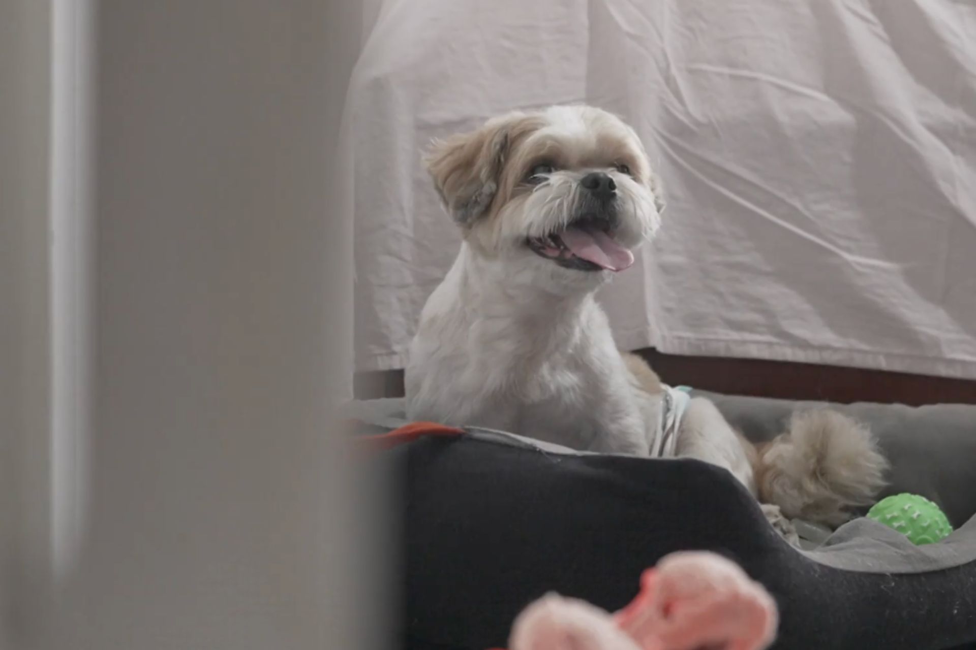 Um tratamento experimental feito no RJ fez o cachorro Teodoro, com paralisia, voltar a se movimentar após uma simples injeção na coluna. - Foto: reprodução / Fantástico