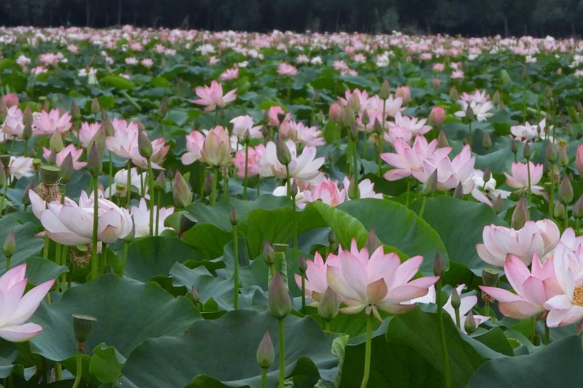 As espécies de flor de lótus voltaram a florescer após mais de 3 décadas soterradas em um lago que foi despoluído na Caxemira. - Foto: Umar Dar