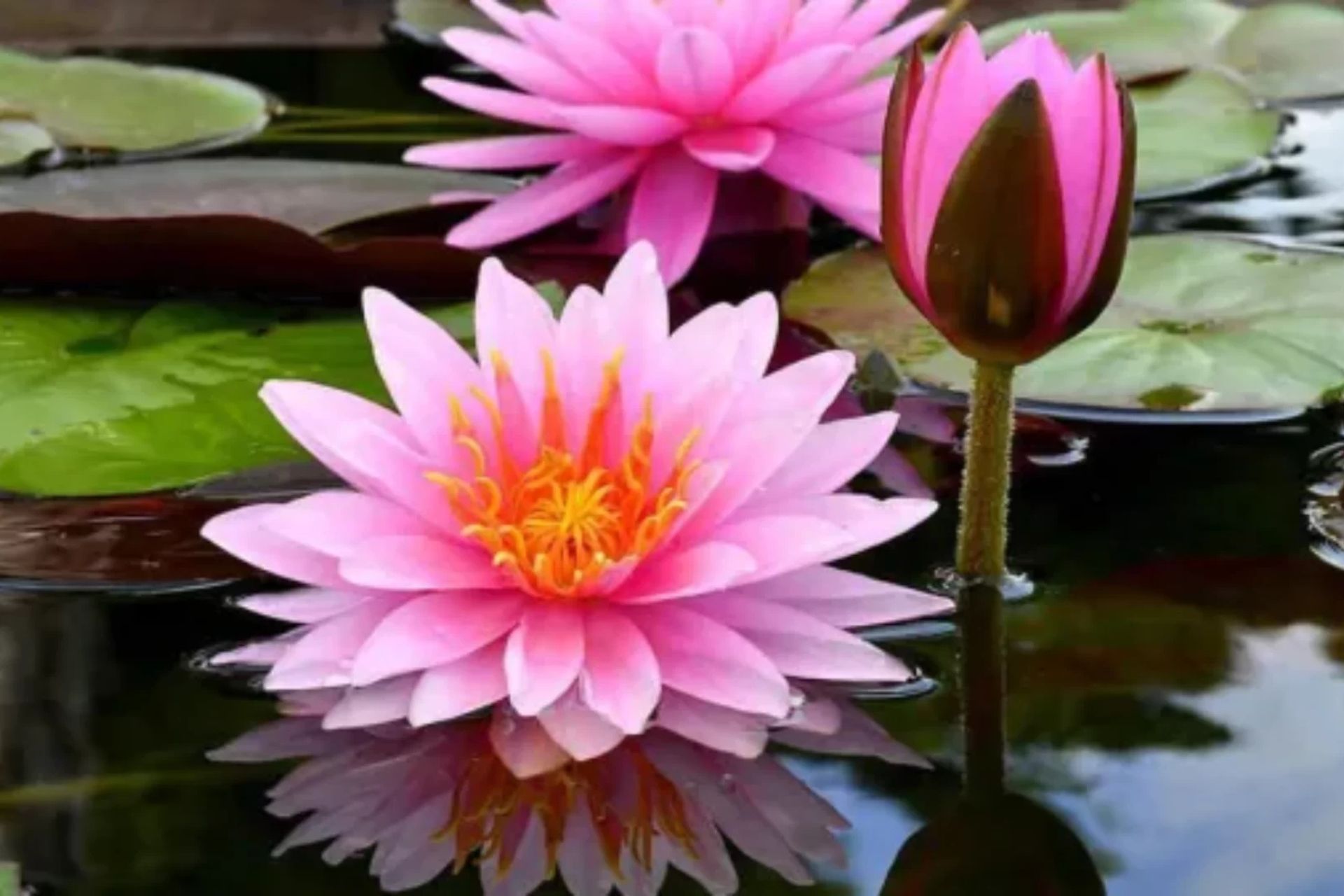 Flor de lótus reaparece após 30 anos em lago despoluído e centenas florescem novamente