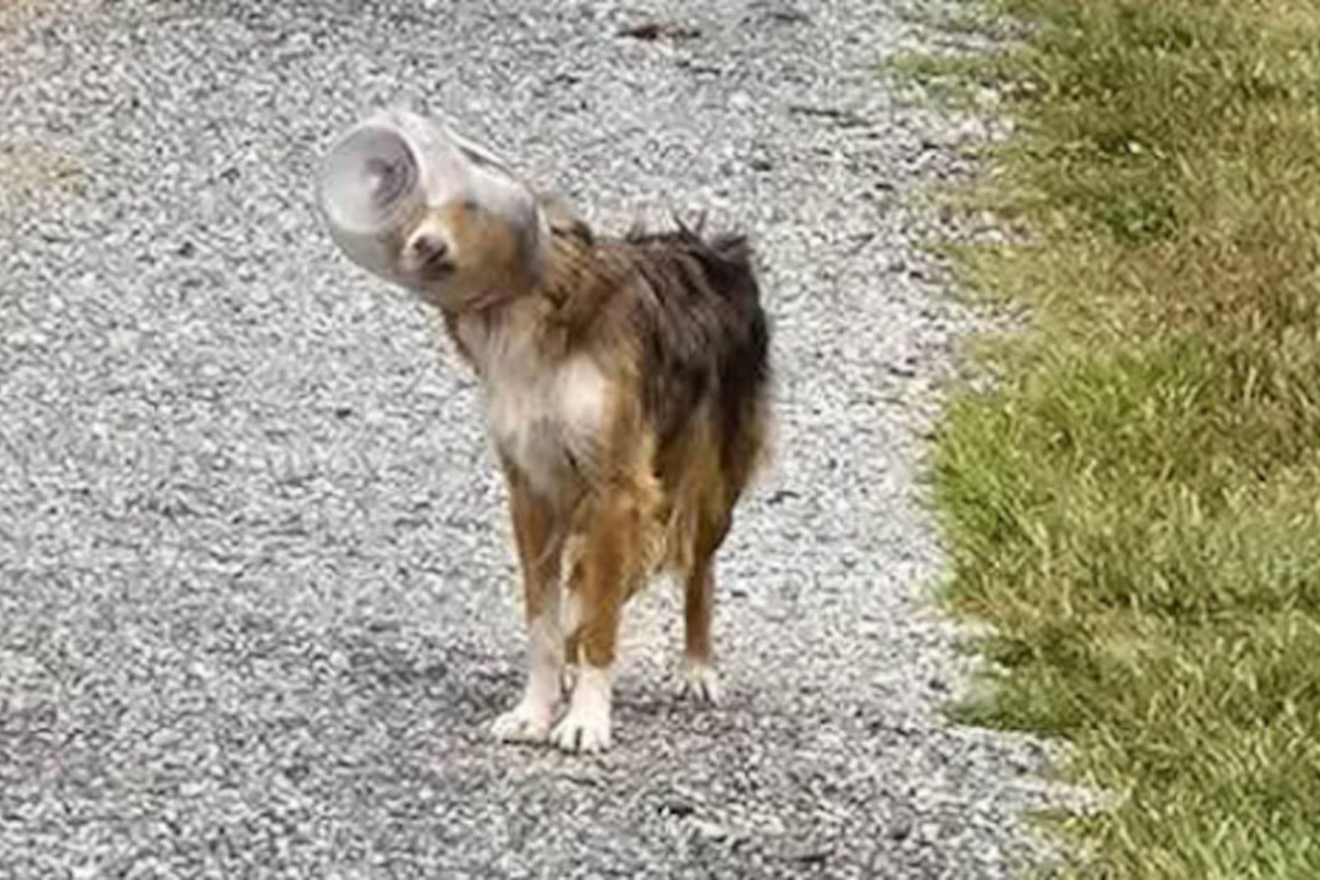 O pote cobria parte do pescoço da cachorrinha e a impedia de se alimentar e beber água, na Pensilvânia (EUA). Foto: Reprodução/Facebook/Canine Rescue of Central Pennsylvania