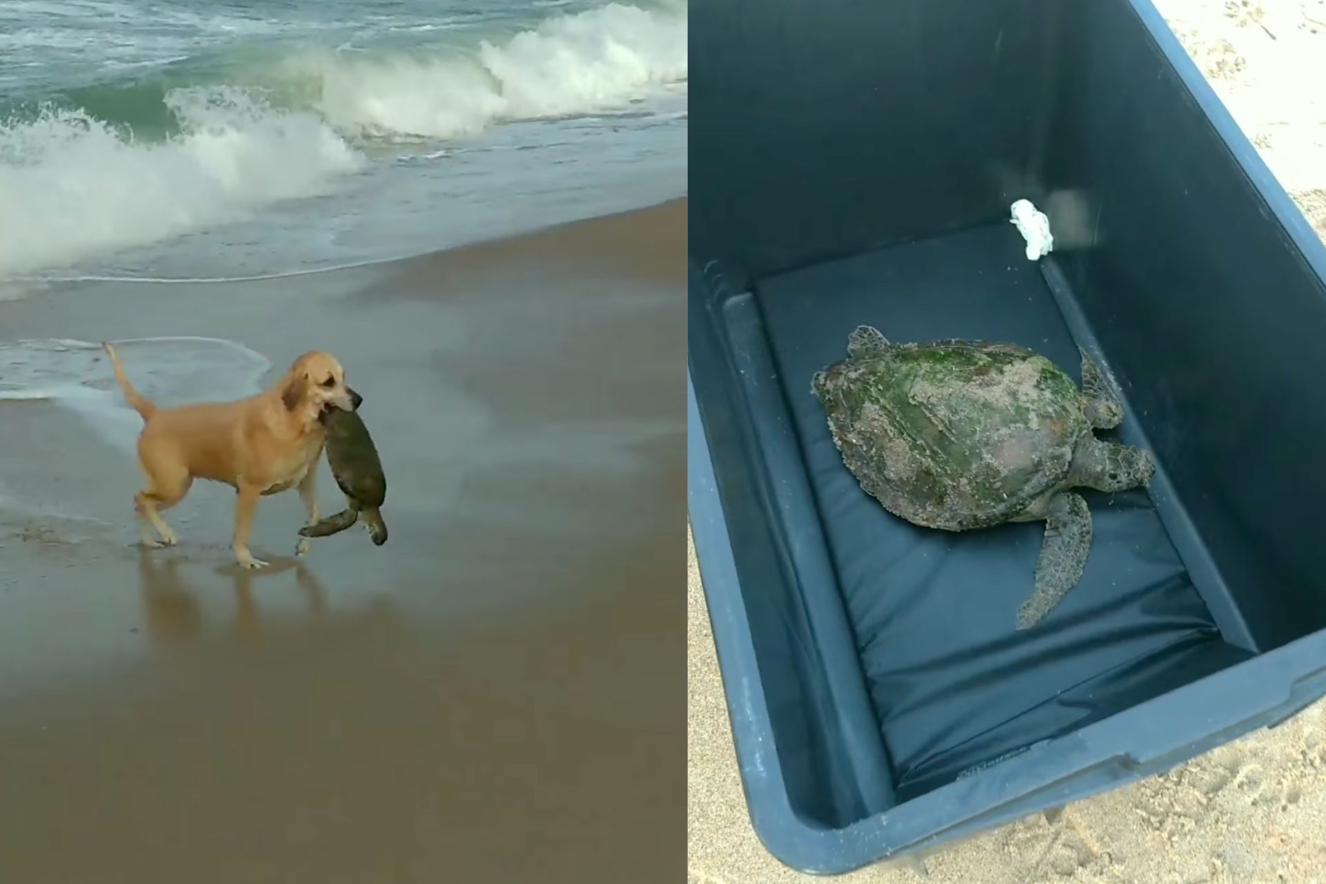A cachorra caramelo Bibi resgatou uma tartaruga na praia da Armação, em Penha (SC), neste fim de semana - Foto: reprodução/Instagram