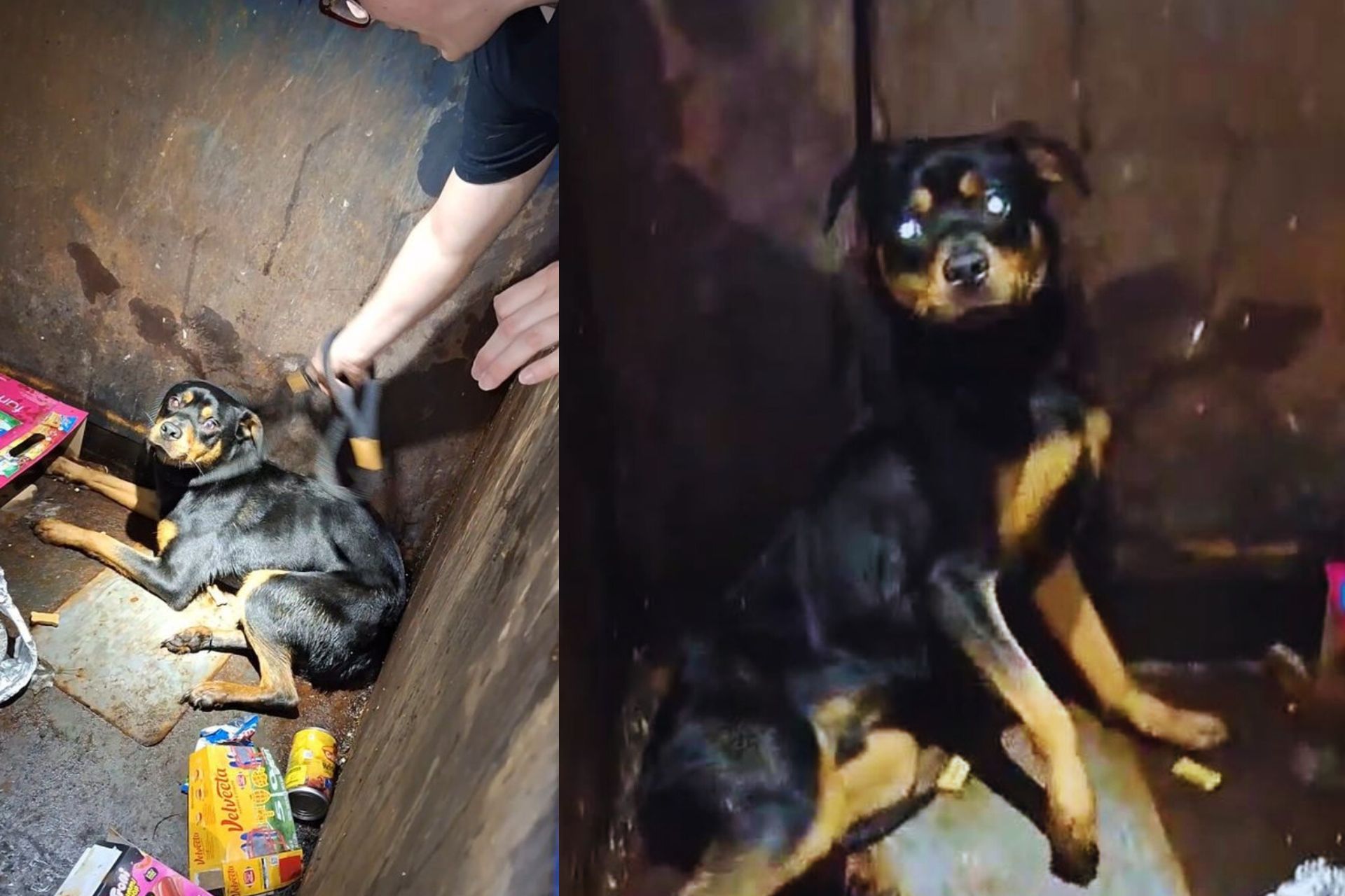 Oscar, o cachorrinho jogado no lixo para morrer, foi socorrido por uma ONG, cuidado e agora ganhou um um lar de verdade nos EUA. - Fotos: Instagram @furapawsitivefuture