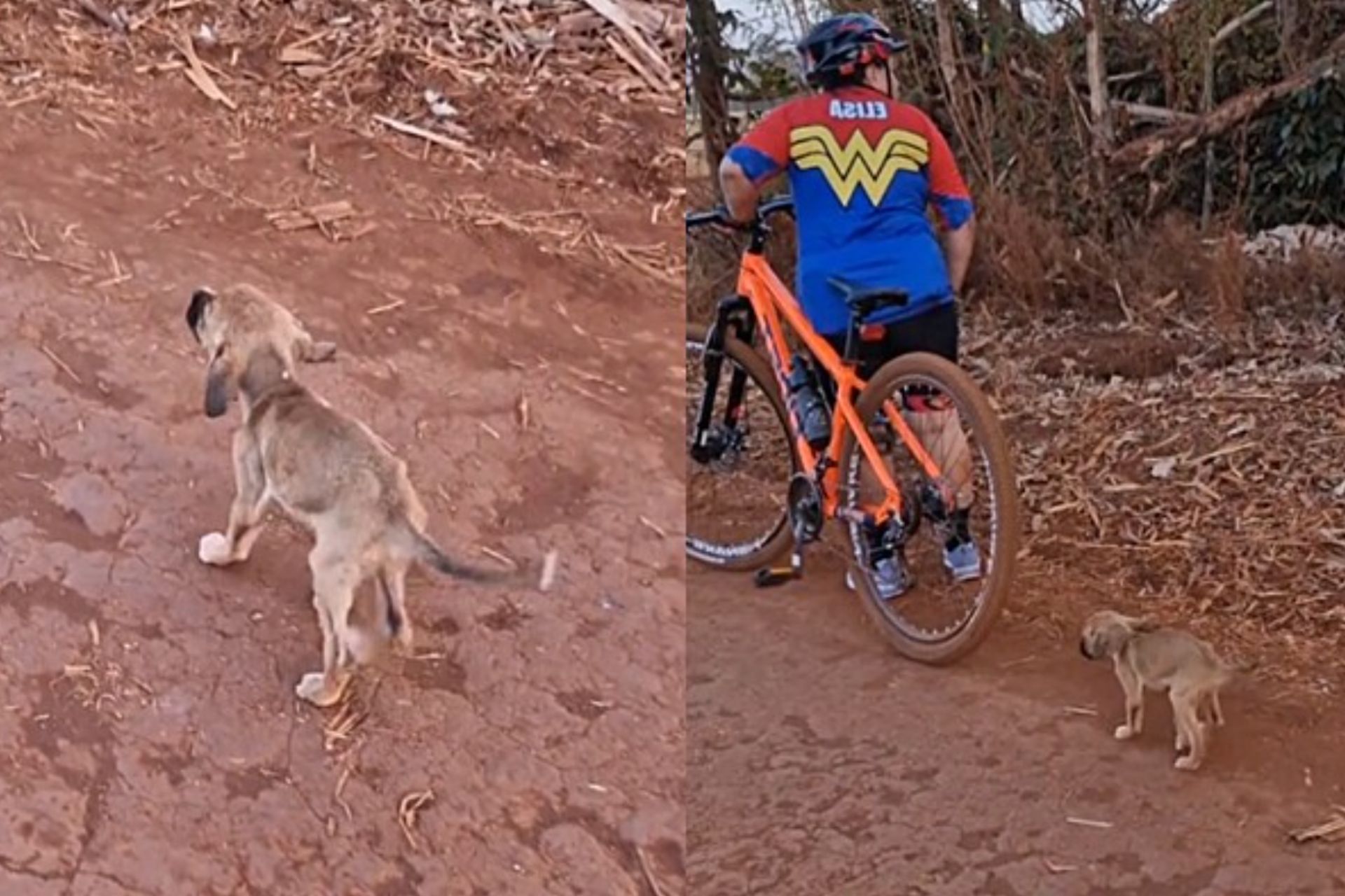 Peba, essa cachorra fraquinha, encontrou duas ciclistas numa estrada de chão em SP e pediu socorro. Mesmo doente ela foi adotada e ganhou um lar .- Foto: TikTok/@michellesplendor)
