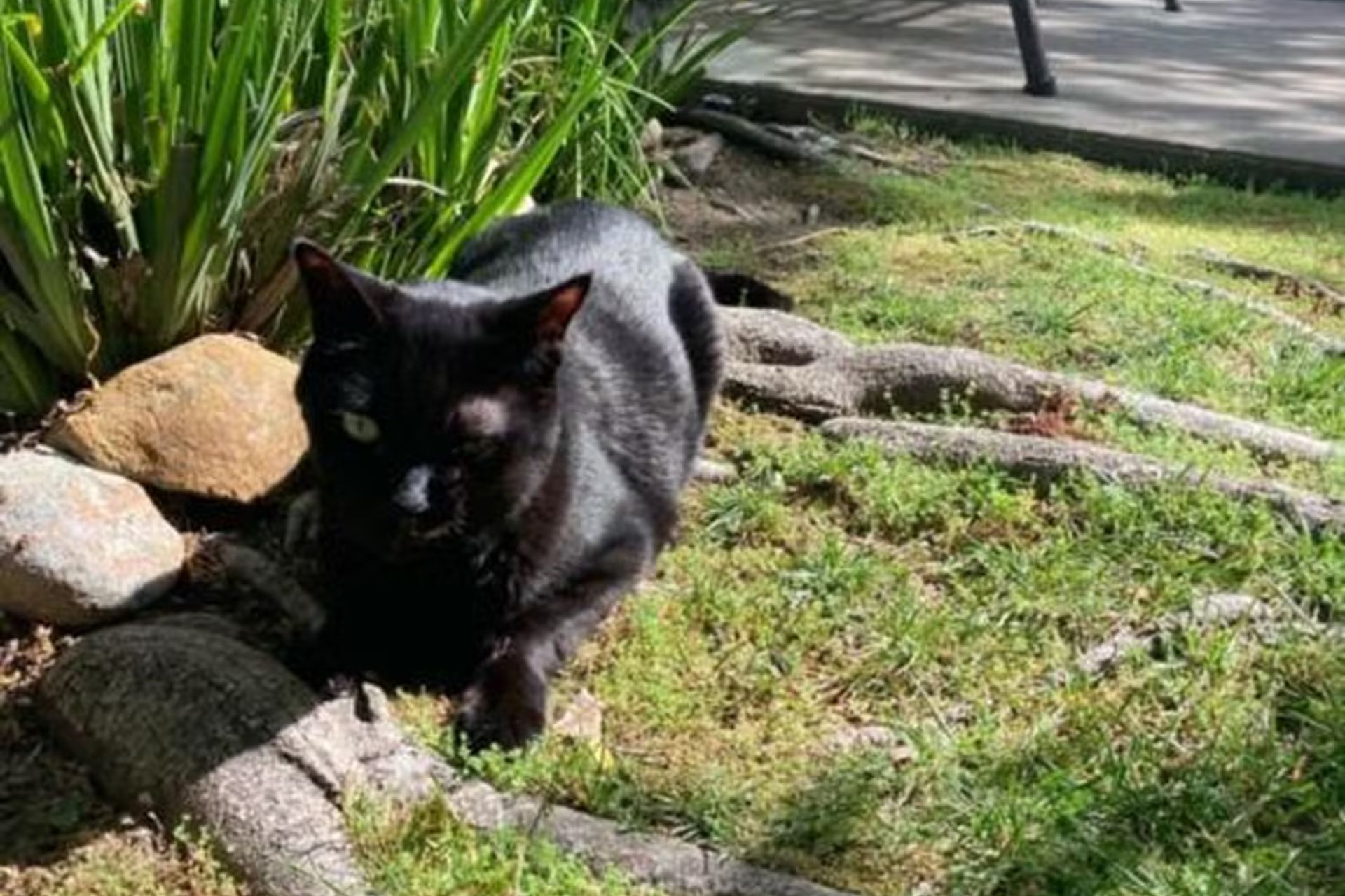 Um medicamento experimental contra o câncer, usado em gatos dos Estados Unidos com a doença, como o Jak, teve resultados animadores e pode ajudar seres humanos. Foto: Tina Thomas