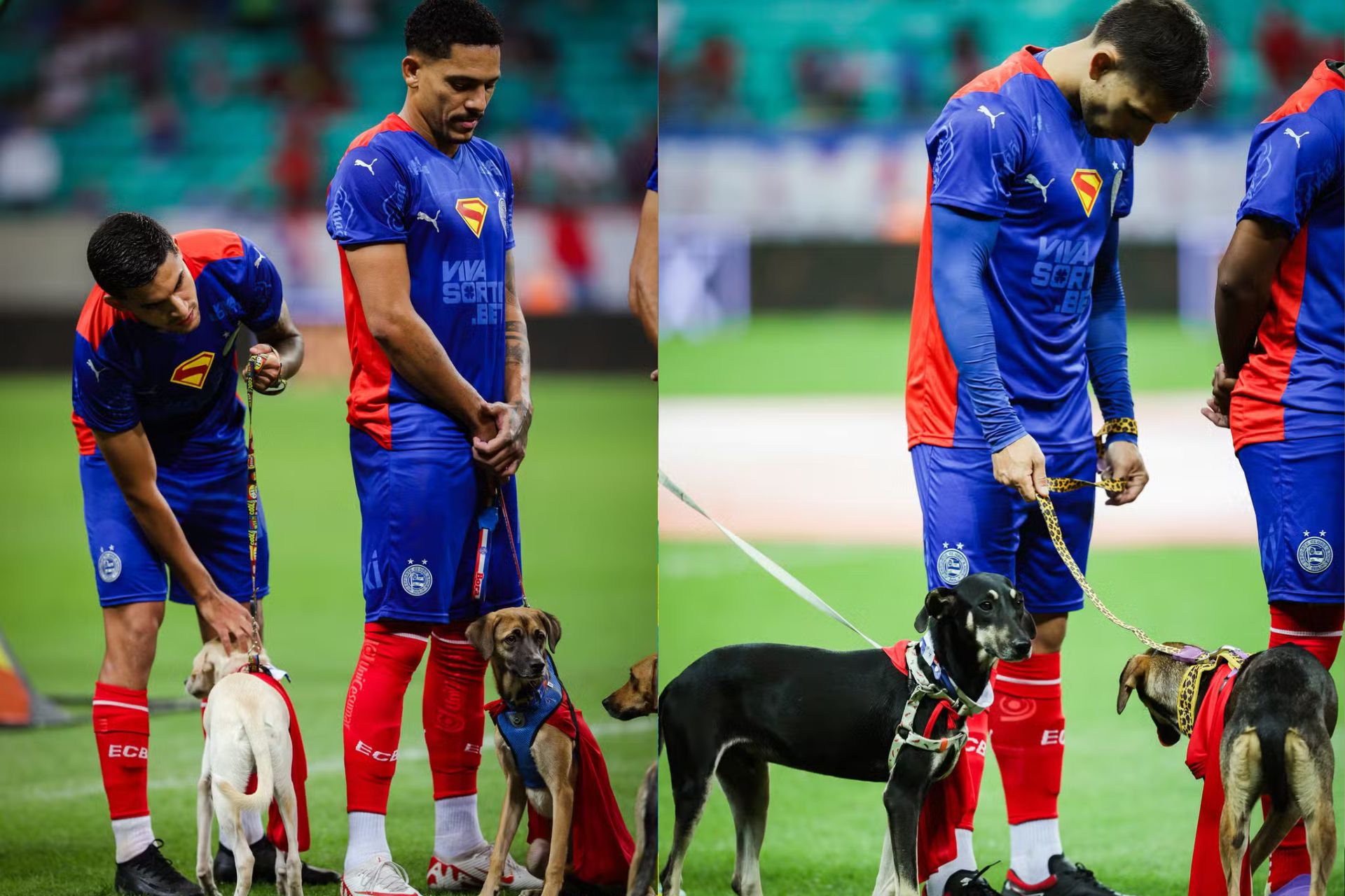 Jogadores do Bahia entram com cães para incentivar adoção durante Copa do Brasil; vídeo Os jogadores entraram em campo com os cães vestidos com uniformes do cachorro do Superman para incentivar a adoção dos bichinhos, - Fotos: Letícia Martins/Bahia
