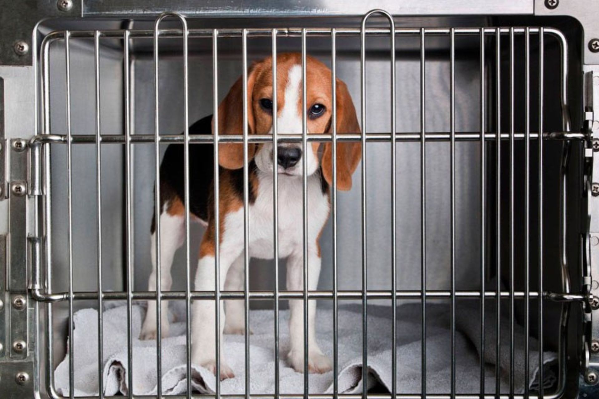 Já entrou em vigor a lei que proíbe teste de cosméticos em animais no Brasil. Na foto, um cão da raça beagle, uma das raças usadas em experimentos. - Foto: ANDA