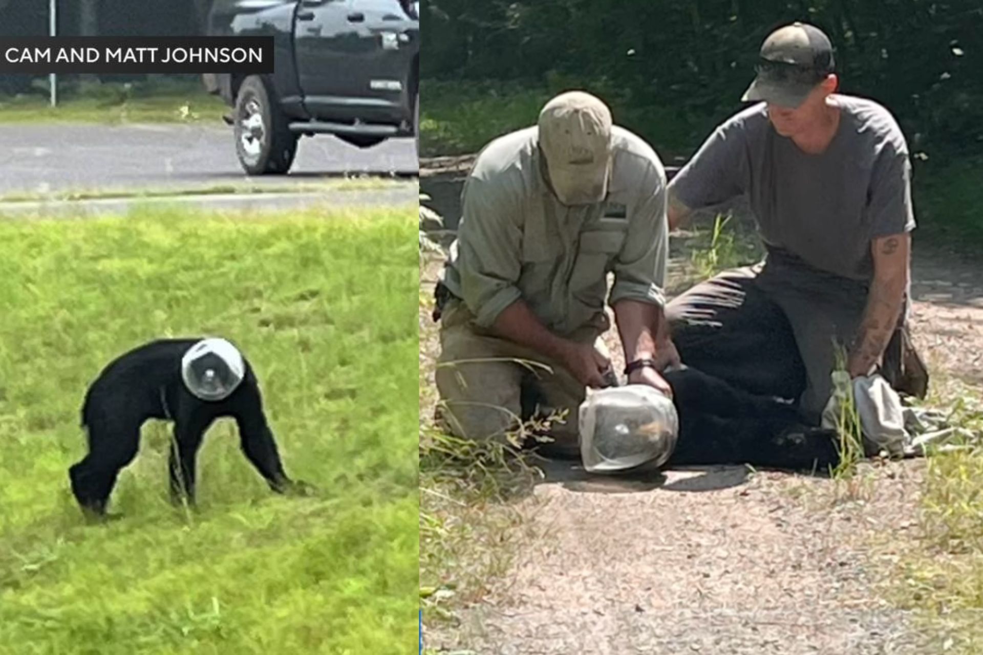 O urso ficou 11 dias com o jarro preso na cabeça em Wisconsin (EUA). Passou tanta fome que estava com a metade do peso de um animal da idade dele. - Fotos: Cam and Matt Johnson/ USDA Aphis Wildlife Service / Facebook