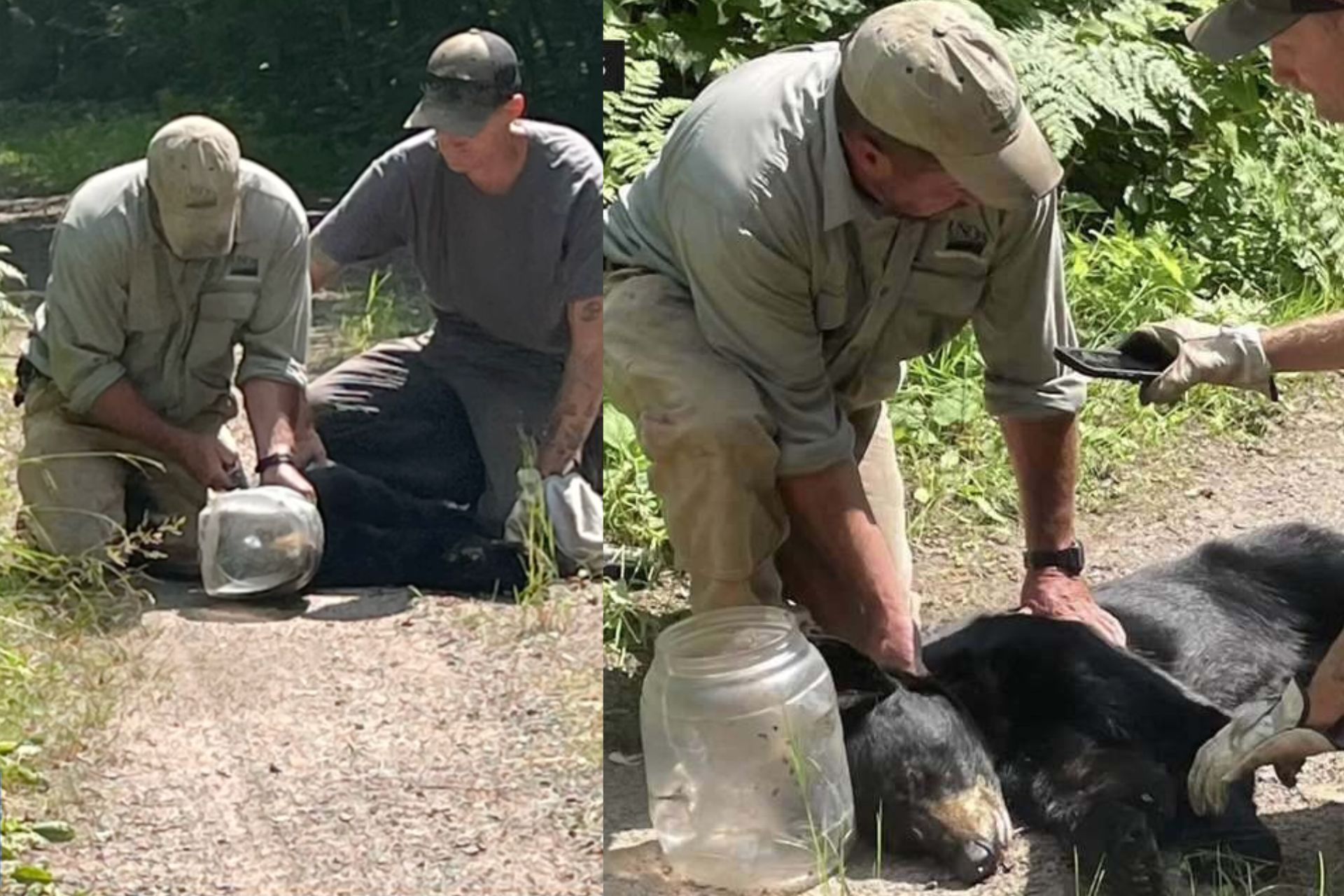 Os especialistas conseguiram retirar o pote preso na cabeça do urso e libertá-lo na natureza. - Fotos: USDA Aphis Wildlife Service