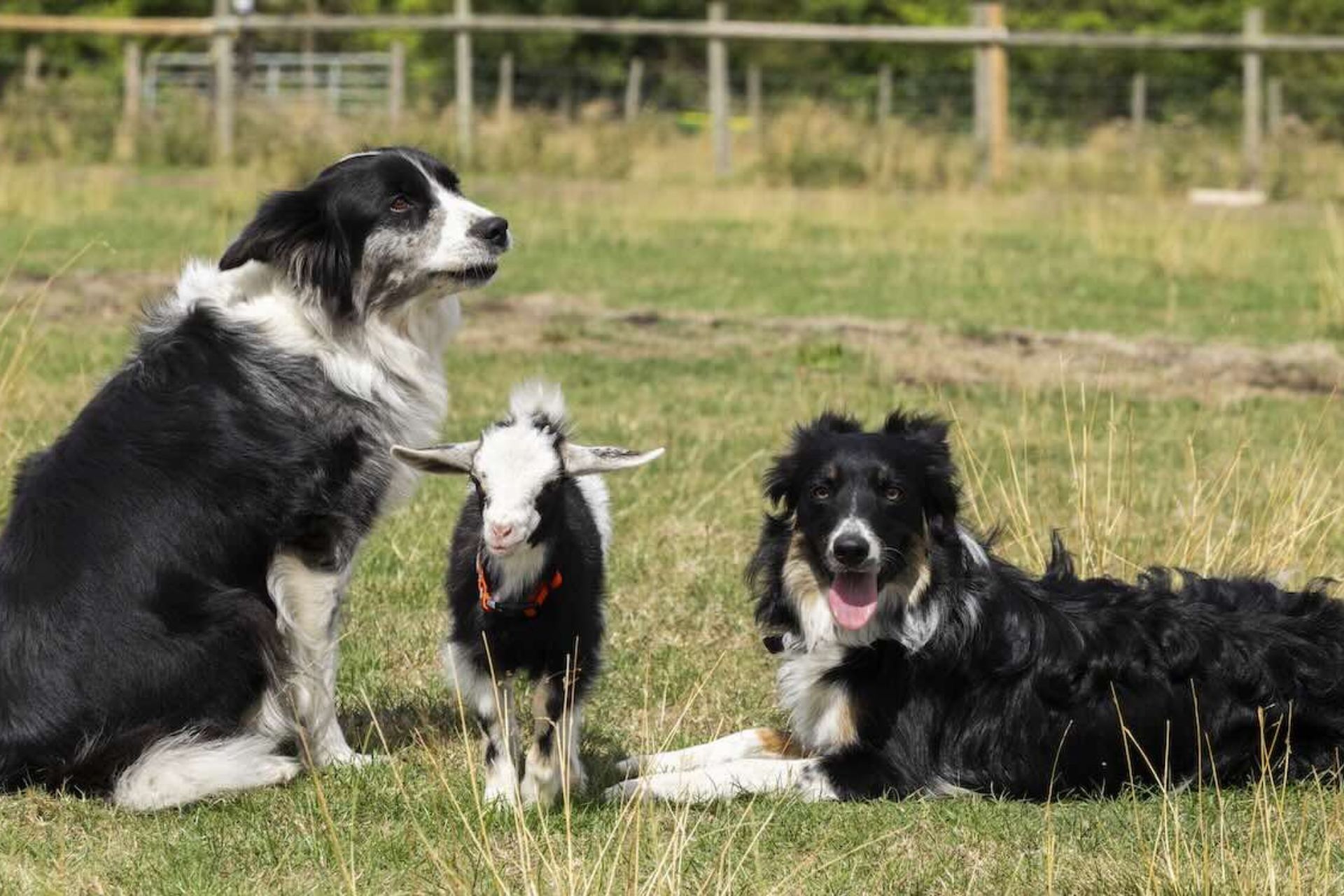 Os dois cachorros collie adotam a pequena cabra Lil, rejeitada pela mãe e agora a bebezinha acha que é um cachorro. - Foto: SWNS