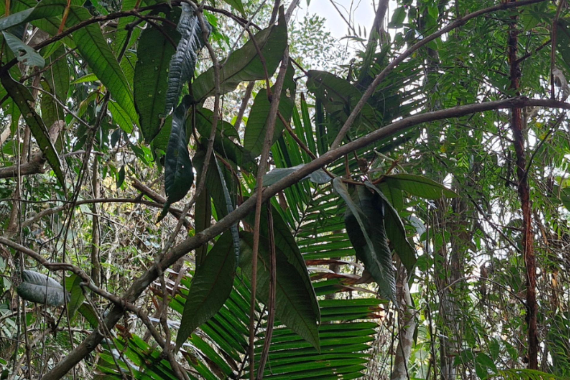A nova árvore da Mata Atlântica, descoberta em Minas Gerais, é da família jabuticabas, pitangas, goiabas, araçás e gabirobas - Foto: UFV